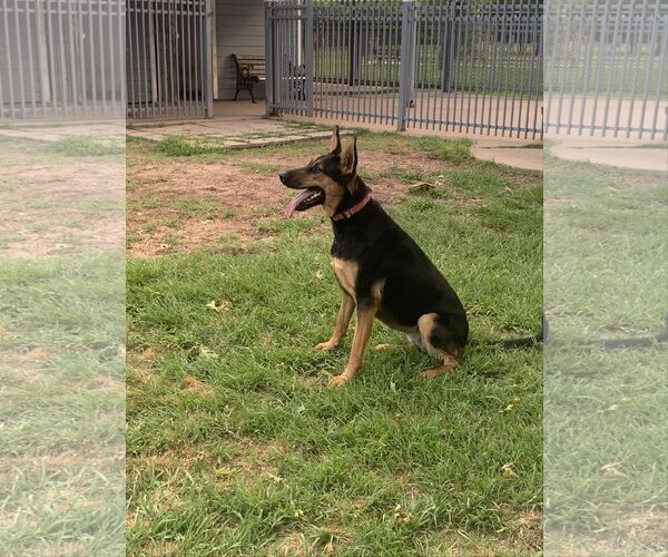Medium Photo #16 Doberman Pinscher-German Shepherd Dog Mix Puppy For Sale in Spring, TX, USA