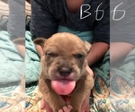 Small Photo #25 American Bully Puppy For Sale in PEWEE VALLEY, KY, USA