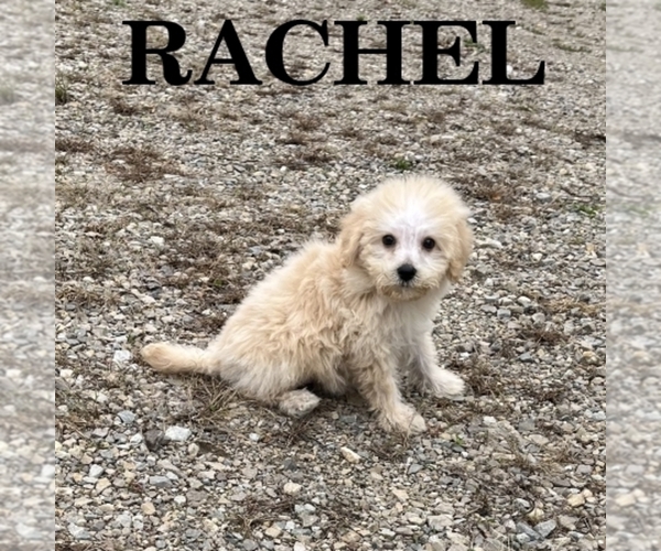 Medium Photo #3 Schnoodle (Miniature) Puppy For Sale in HARTLAND, MN, USA