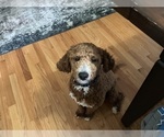 Small #1 Cavapoo