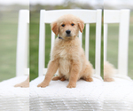 Small Photo #3 Golden Retriever Puppy For Sale in FREDONIA, KY, USA