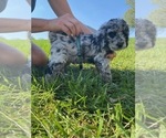 Puppy 1 Poodle (Miniature)
