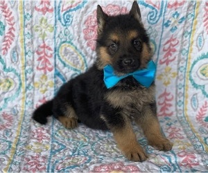 German Shepherd Dog Puppy for sale in LANCASTER, PA, USA