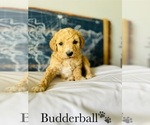 Small Photo #20 Poodle (Standard) Puppy For Sale in MURFREESBORO, TN, USA