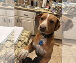 Small #2 Beagle-Mountain Cur Mix