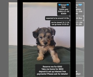 Yorkipoo Puppy for sale in TUCSON, AZ, USA