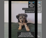 Image preview for Ad Listing. Nickname: Sawyer