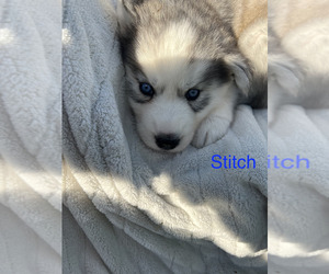 Siberian Husky Puppy for sale in CARENCRO, LA, USA