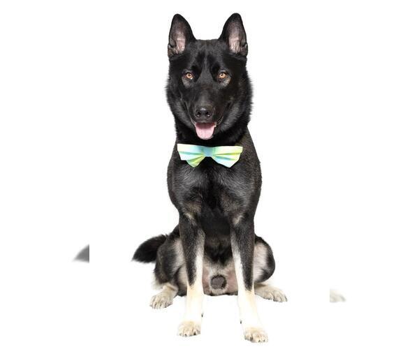 Medium Photo #4 Mutt Puppy For Sale in Santa Maria, CA, USA