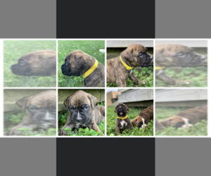 Boxer Puppy for sale in AUGUSTA, KY, USA