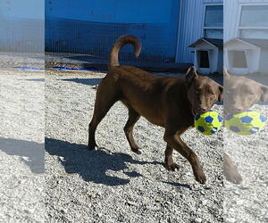 Chocolate Labrador retriever-Unknown Mix Dogs for adoption in Stover, MO, USA