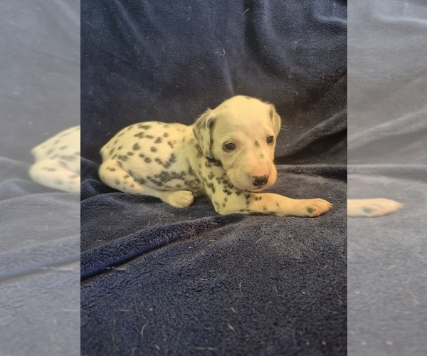 Medium Photo #1 Dalmatian Puppy For Sale in LEIPSIC, OH, USA