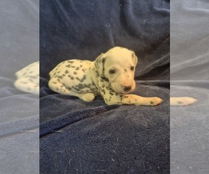 Medium Dalmatian