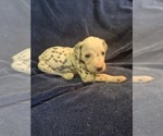 Puppy 5 Dalmatian