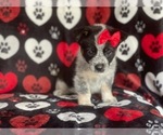 Small Photo #13 Cowboy Corgi Puppy For Sale in LAKELAND, FL, USA