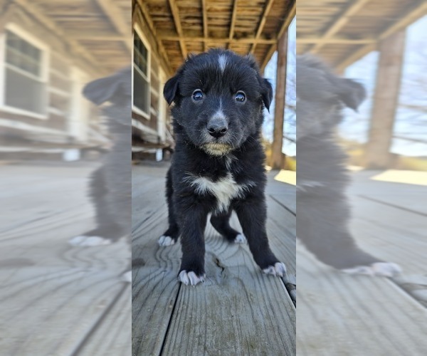 Medium Photo #1 Australian Shepherd Puppy For Sale in MILLERSVILLE, MO, USA
