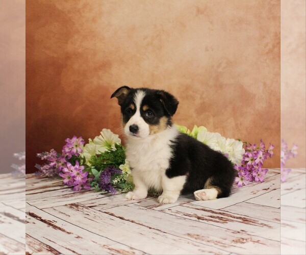 Medium Photo #2 Pembroke Welsh Corgi Puppy For Sale in COATESVILLE, PA, USA