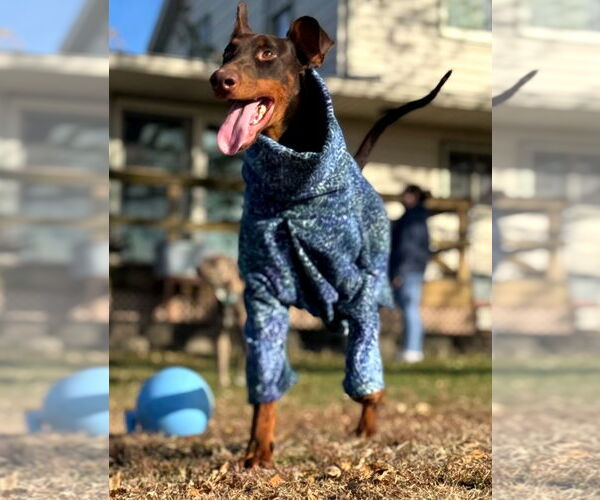 Medium Photo #5 Doberman Pinscher Puppy For Sale in Buffalo, MN, USA
