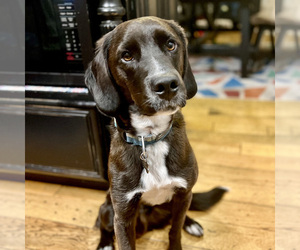 Poodle (Miniature)-Saint Bernard Mix Dogs for adoption in ASTORIA, OR, USA