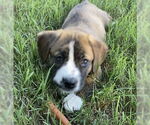 Small #5 Beagle