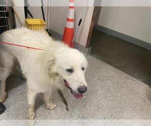 Great Pyrenees Dogs for adoption in Houston, TX, USA