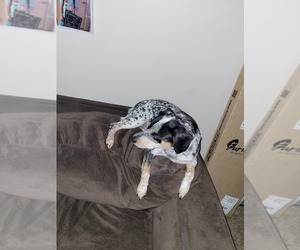Australian Cattle Dog-Beagle Mix Dogs for adoption in EVANSVILLE, IN, USA