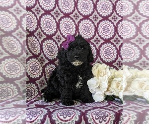 Poodle (Miniature) Puppy for sale in KINZERS, PA, USA