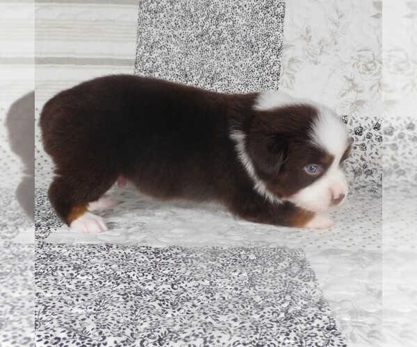Medium Photo #10 Miniature Australian Shepherd Puppy For Sale in HARRISON, OH, USA