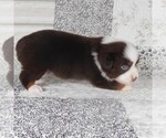 Small #9 Miniature Australian Shepherd