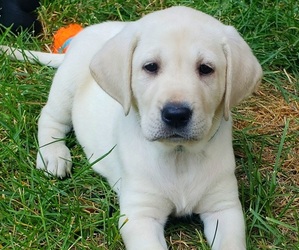 Labrador Retriever Puppy for sale in LA PINE, OR, USA