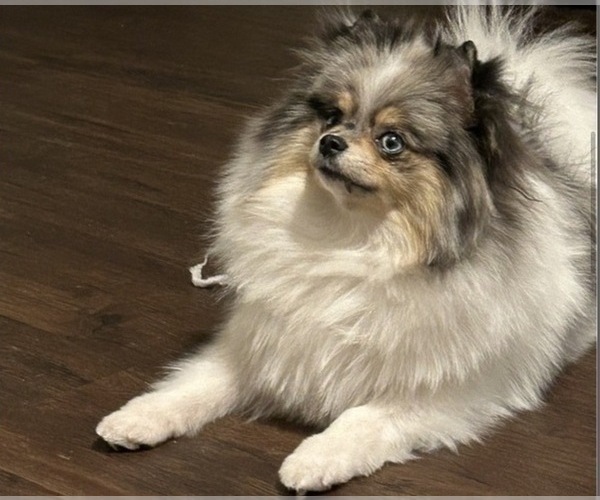 Medium Photo #1 Pomeranian Puppy For Sale in CINCINNATI, OH, USA