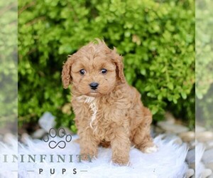 Cavapoo Puppy for sale in BIRD IN HAND, PA, USA
