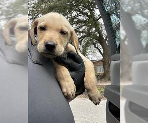 Mutt Dogs for adoption in Houston, TX, USA