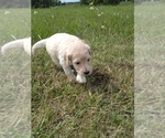 Small Photo #5 Labradoodle Puppy For Sale in SPENCERVILLE, IN, USA