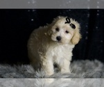 Small #1 Maltipoo (Miniature)