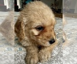 Small Photo #37 Goldendoodle (Miniature) Puppy For Sale in PENSACOLA, FL, USA