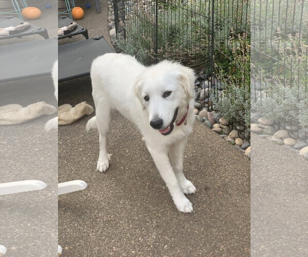 Medium Photo #3 Great Pyrenees Puppy For Sale in Spring, TX, USA