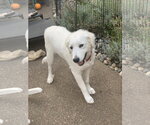 Small #2 Great Pyrenees