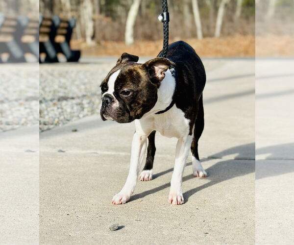 Medium Photo #2 Boston Terrier Puppy For Sale in Jackson , NJ, USA