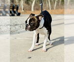 Small #1 Boston Terrier