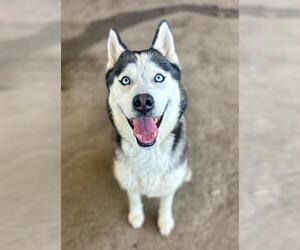 Siberian Husky-Unknown Mix Dogs for adoption in Riverside, CA, USA
