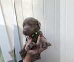 Small Photo #8 Labrador Retriever Puppy For Sale in MAGNOLIA, TX, USA