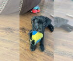 Small #5 Labrador Retriever-Staffordshire Bull Terrier Mix