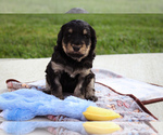 Puppy Bear Bernedoodle