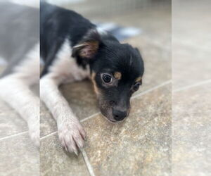Chipin Dogs for adoption in Sistersville, WV, USA