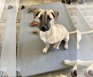 Mutt Dogs for adoption in San Diego, CA, USA