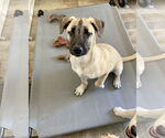 Small Mutt