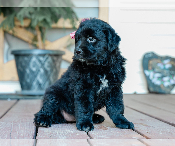 Medium Photo #4 Australian Retriever Puppy For Sale in LIBERTY, KY, USA