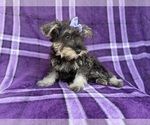 Small #2 Schnauzer (Miniature)