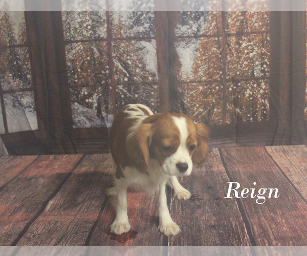 Medium Photo #14 Cavalier King Charles Spaniel Puppy For Sale in CHANUTE, KS, USA